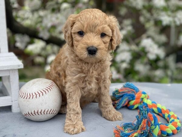 Peri - Teacup Goldendoodle Boy - Image 22