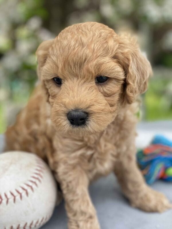 Peri - Teacup Goldendoodle Boy - Image 17