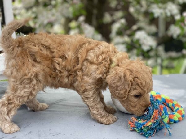 Peri - Teacup Goldendoodle Boy - Image 18