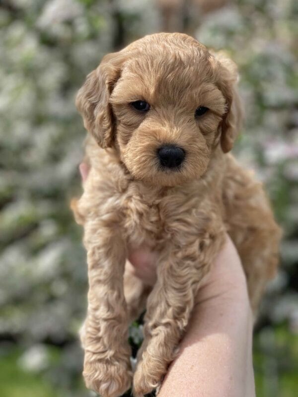 Peri - Teacup Goldendoodle Boy - Image 19