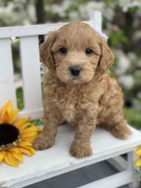 Ruby - Teacup Goldendoodle Girl - Image 24