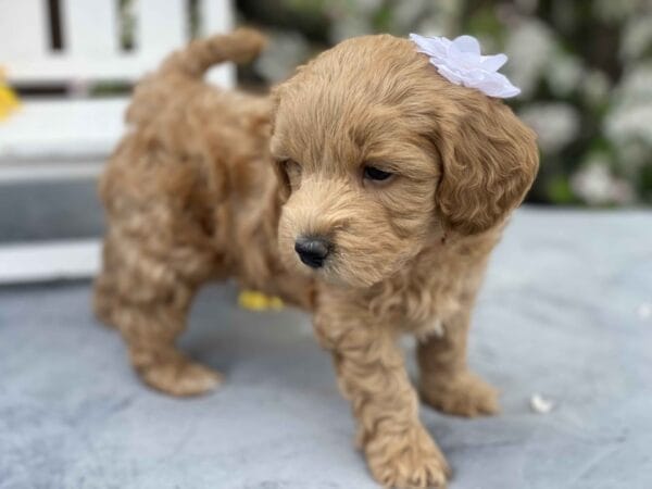 Ruby - Teacup Goldendoodle Girl - Image 23