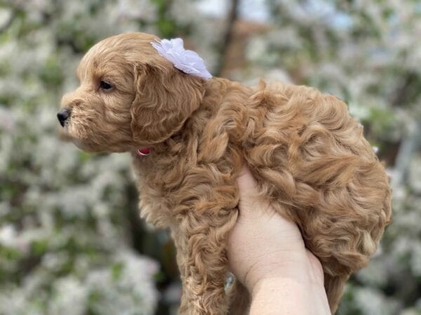 Ruby - Teacup Goldendoodle Girl - Image 21