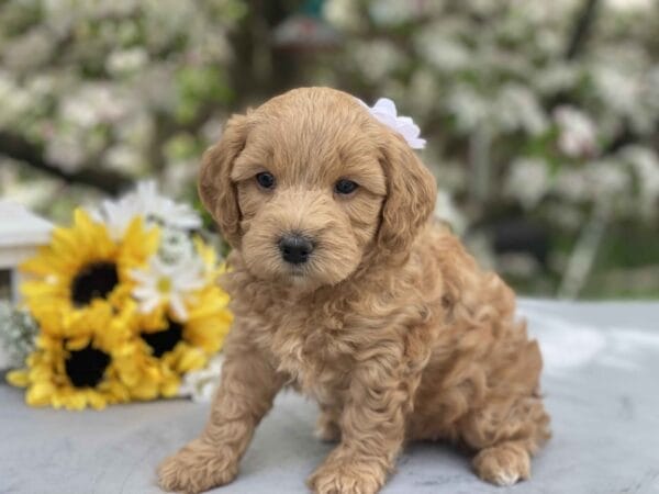 Ruby - Teacup Goldendoodle Girl - Image 20