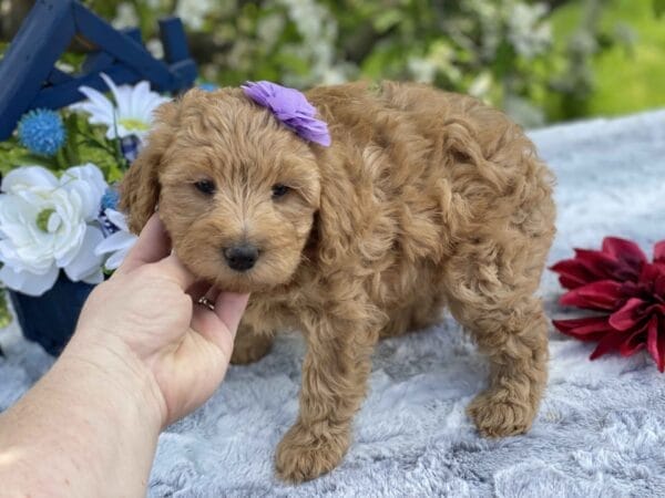 Diamond - Toy Goldendoodle Girl - Image 25
