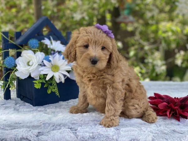 Diamond - Toy Goldendoodle Girl
