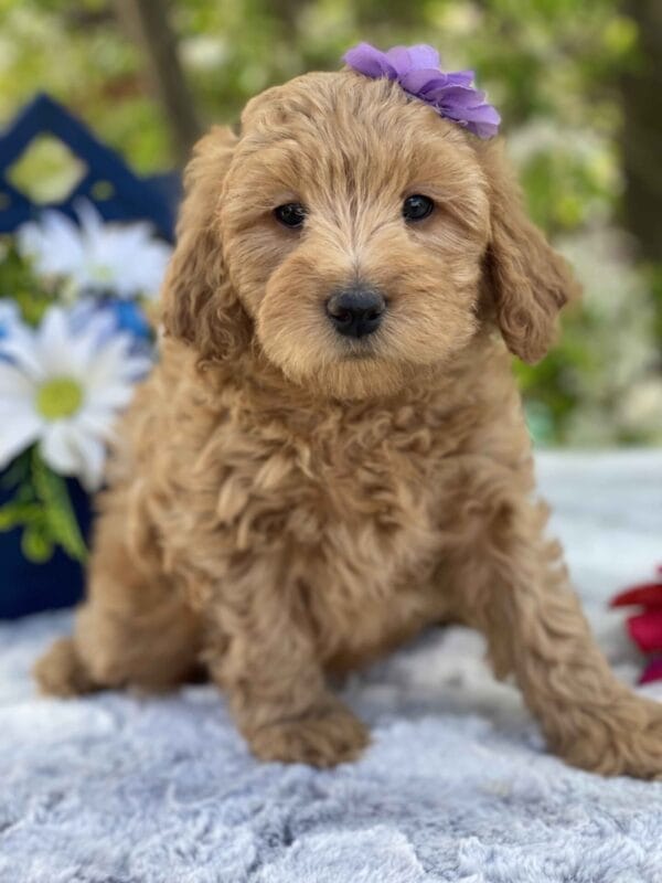 Diamond - Toy Goldendoodle Girl - Image 27