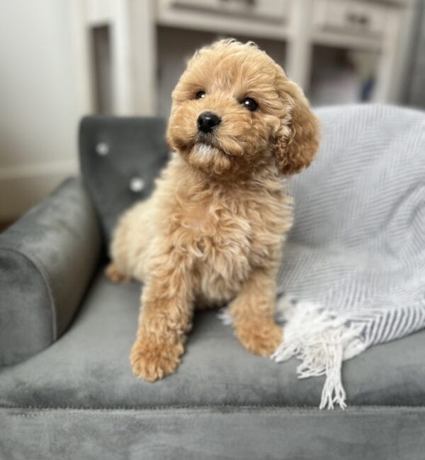 Scout - Teacup Cavapoo Boy - Image 16