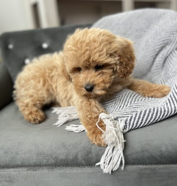 Scout - Teacup Cavapoo Boy - Image 13