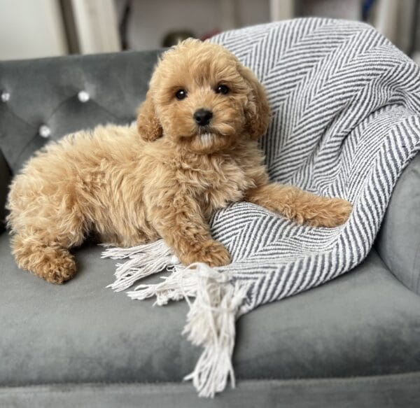 Scout - Teacup Cavapoo Boy