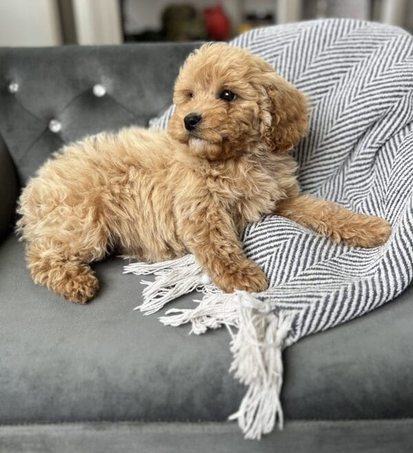 Scout - Teacup Cavapoo Boy - Image 14