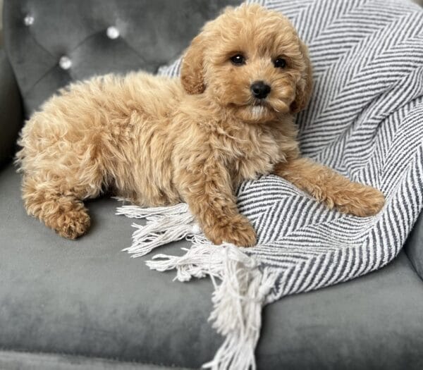 Scout - Teacup Cavapoo Boy - Image 12