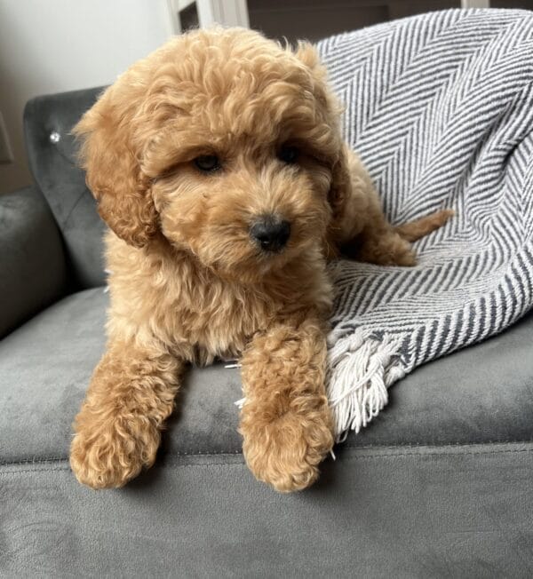 Chewy - Teacup Cavapoo Boy - Image 15