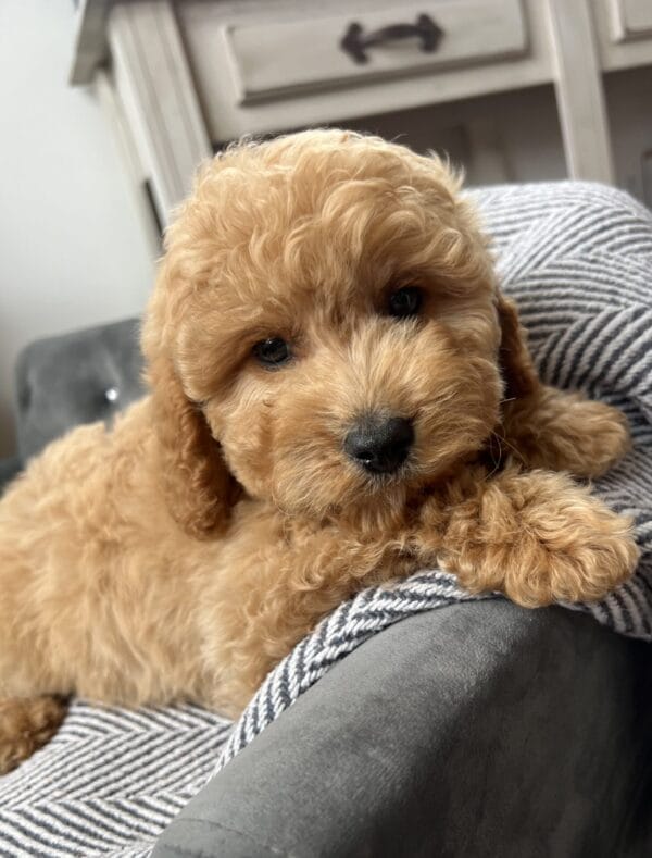 Chewy - Teacup Cavapoo Boy - Image 13