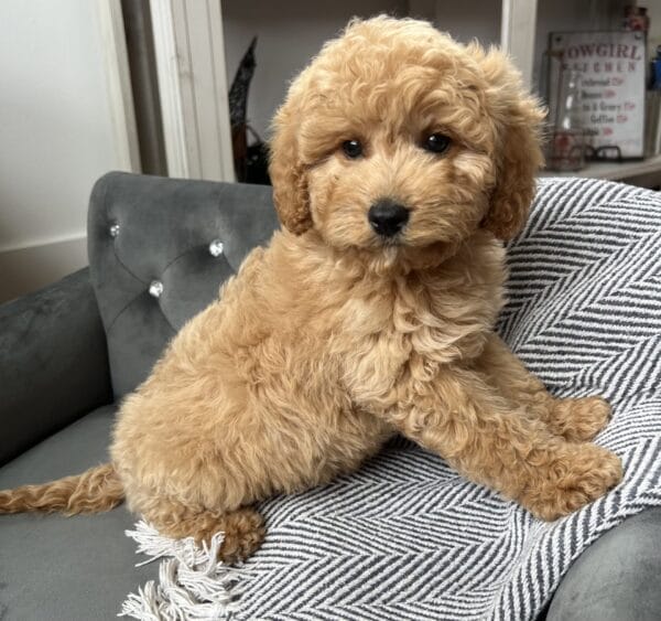 Chewy - Teacup Cavapoo Boy - Image 12