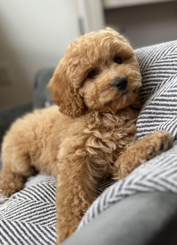 Chewy - Teacup Cavapoo Boy - Image 14