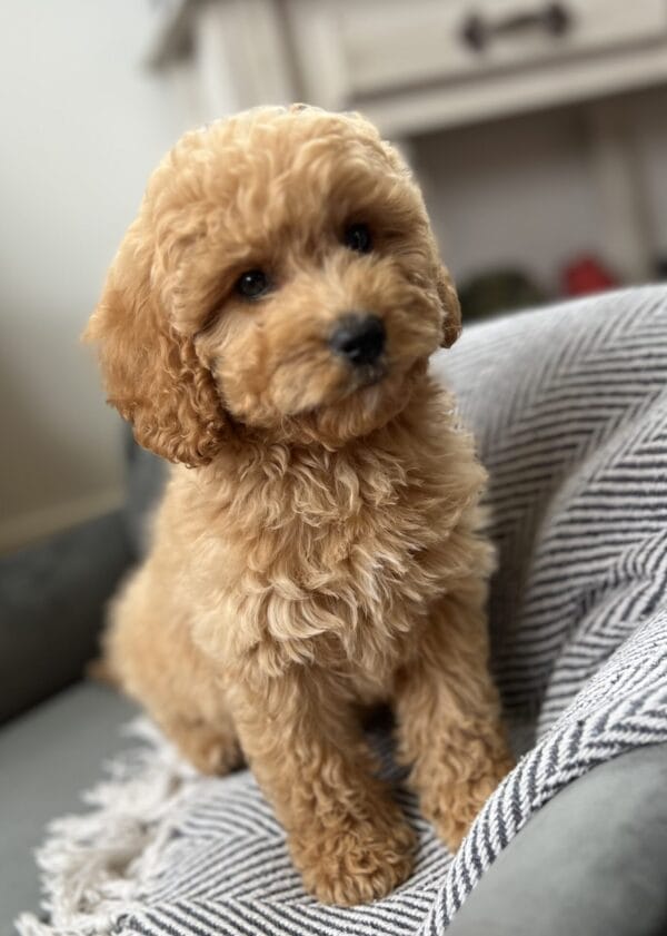 Chewy - Teacup Cavapoo Boy