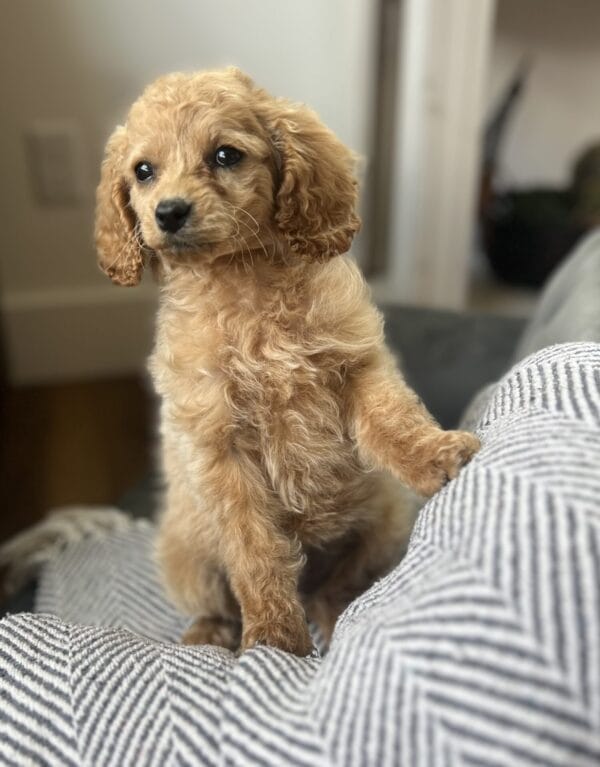 Princess - Teacup Cavapoo Girl - Image 10