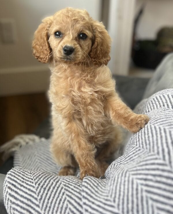 Princess - Teacup Cavapoo Girl - Image 13