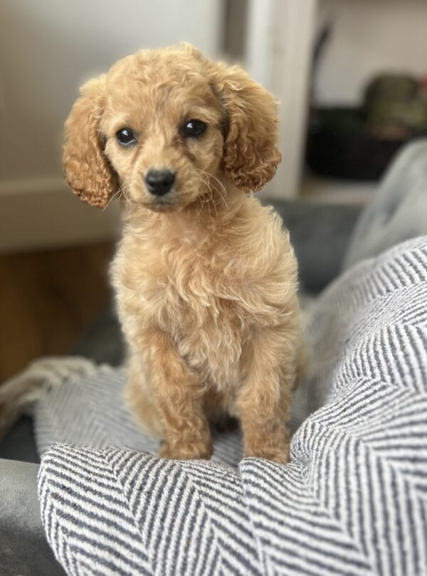 Princess - Teacup Cavapoo Girl - Image 12