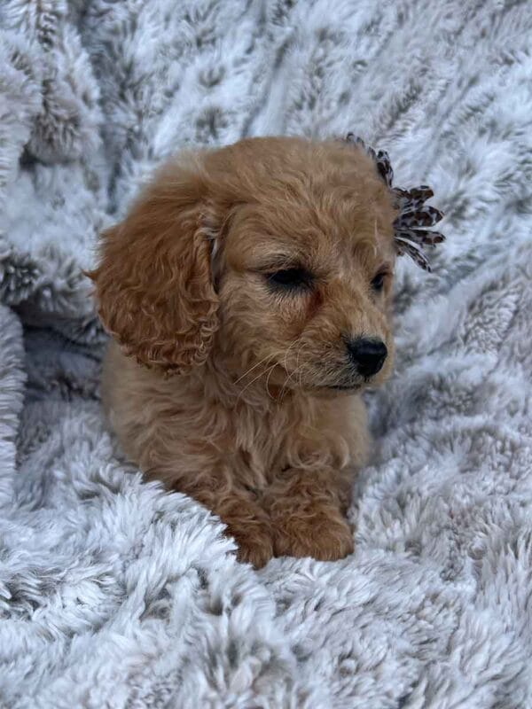 Princess - Teacup Cavapoo Girl - Image 6