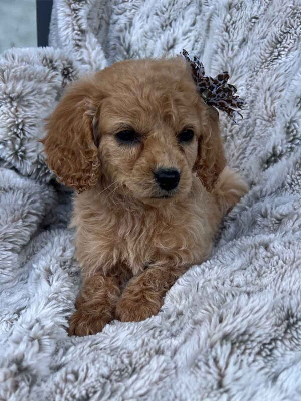 Princess - Teacup Cavapoo Girl - Image 9