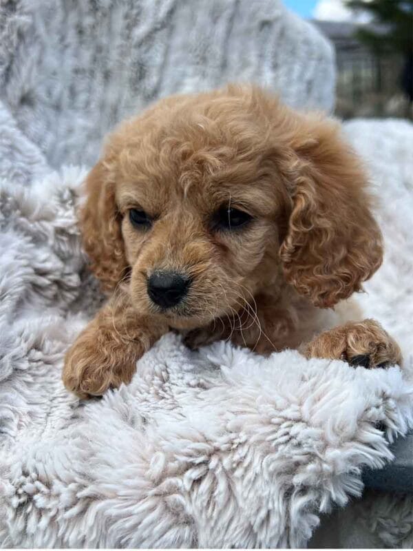 Princess - Teacup Cavapoo Girl - Image 8