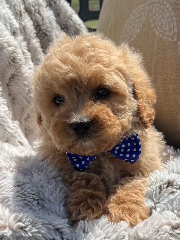 Scout - Teacup Cavapoo Boy - Image 11