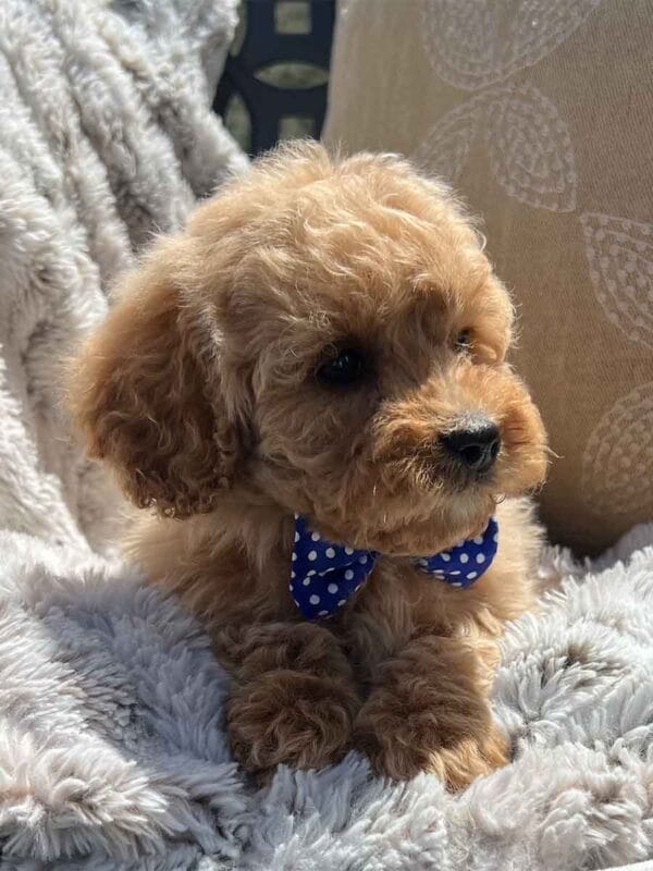 Scout - Teacup Cavapoo Boy - Image 10