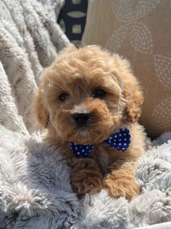 Scout - Teacup Cavapoo Boy - Image 8