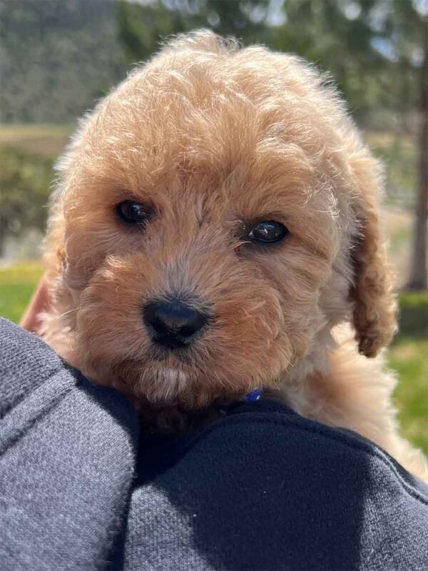 Scout - Teacup Cavapoo Boy - Image 7