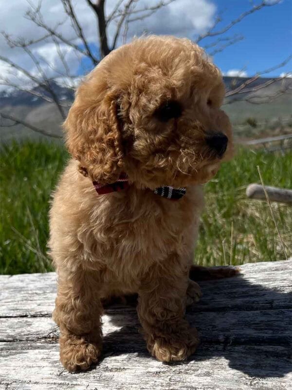 Chewy - Teacup Cavapoo Boy - Image 11