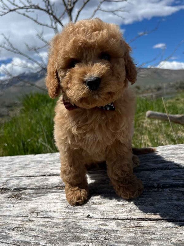 Chewy - Teacup Cavapoo Boy - Image 10