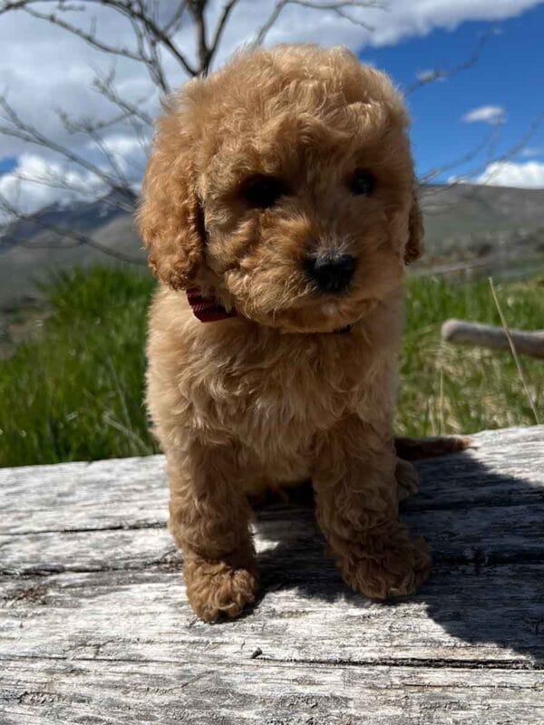 Chewy - Teacup Cavapoo Boy - Image 9