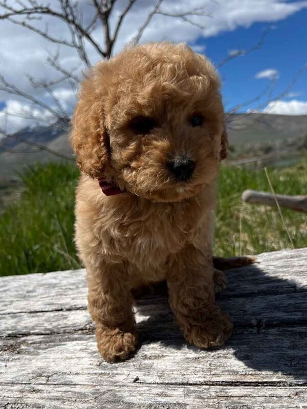 Chewy - Teacup Cavapoo Boy - Image 8