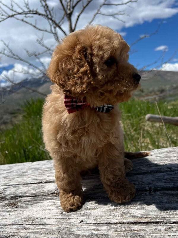 Chewy - Teacup Cavapoo Boy - Image 7