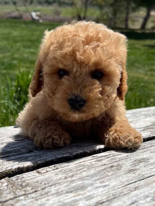 Chewy - Teacup Cavapoo Boy - Image 6