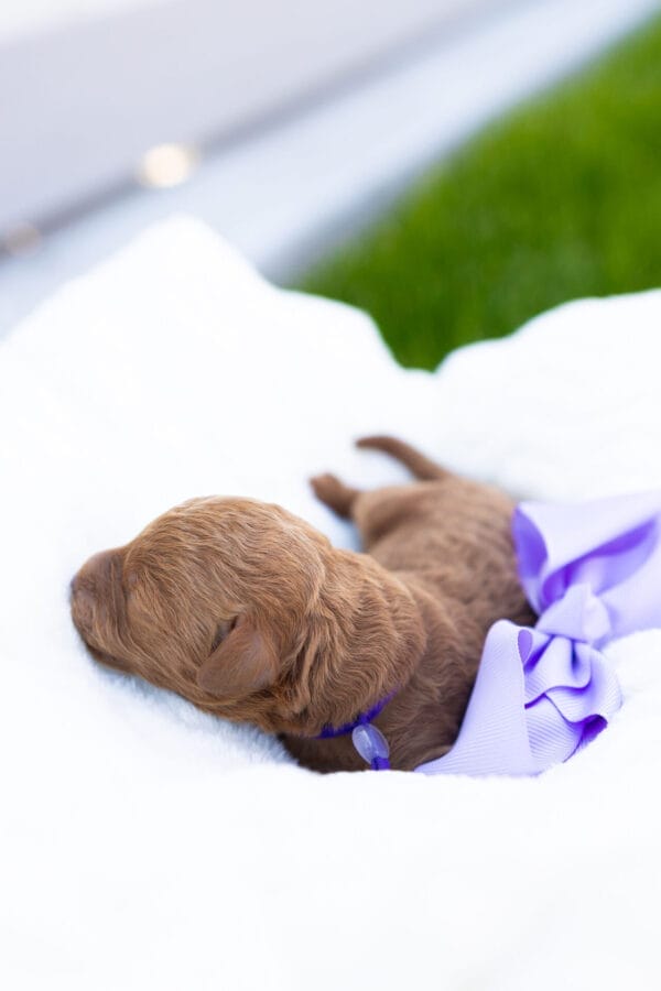 Kaycie - Teacup Goldendoodle Girl - Image 2