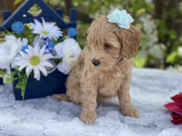 Pearl - Teacup Goldendoodle Girl - Image 24