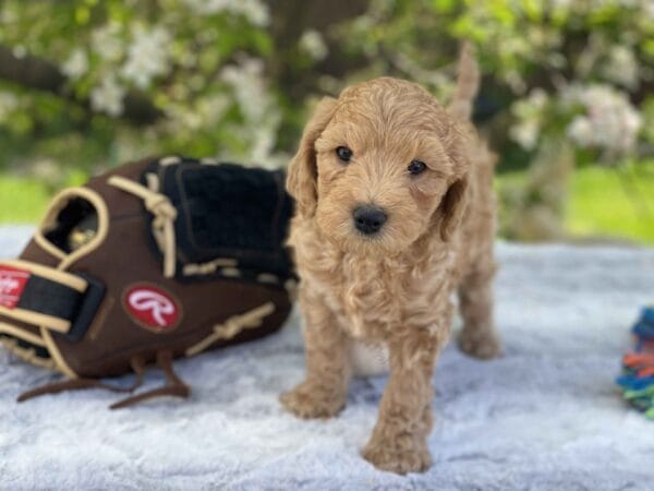Peri - Teacup Goldendoodle Boy - Image 26