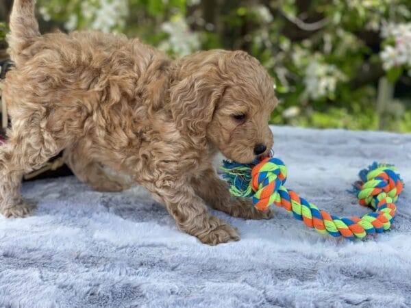 Peri - Teacup Goldendoodle Boy