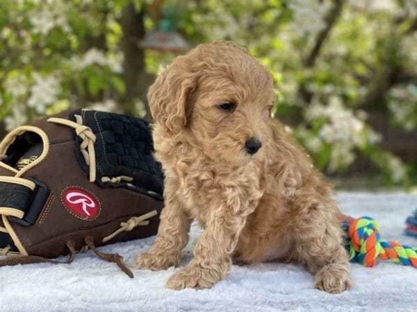 Peri - Teacup Goldendoodle Boy - Image 23