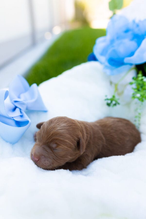 Rip - Teacup Goldendoodle Boy