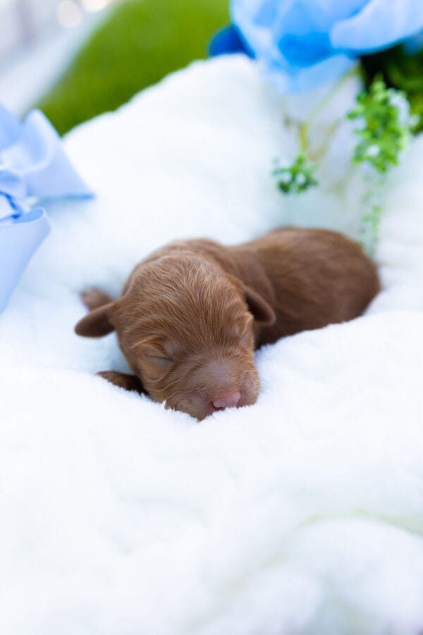 Rip - Teacup Goldendoodle Boy - Image 3