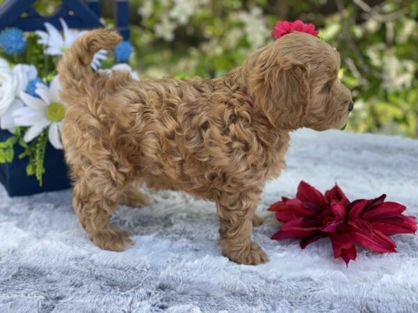 Ruby - Teacup Goldendoodle Girl - Image 29