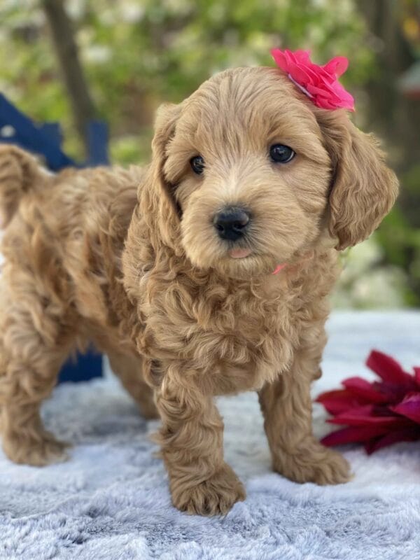 Ruby - Teacup Goldendoodle Girl - Image 28