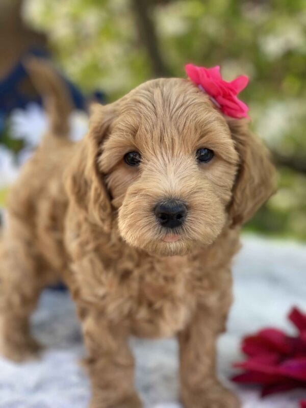 Ruby - Teacup Goldendoodle Girl