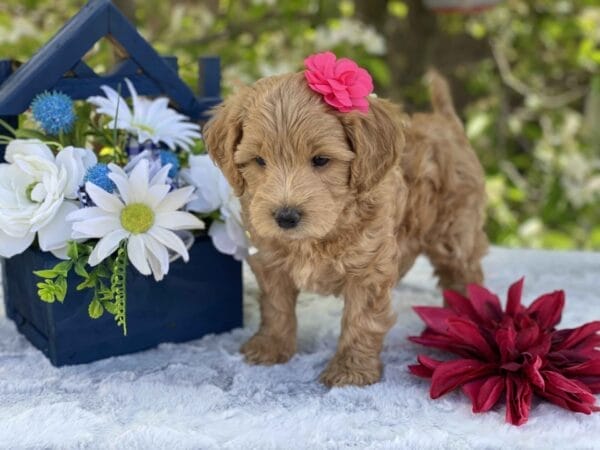 Ruby - Teacup Goldendoodle Girl - Image 25
