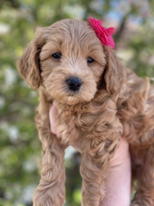 Ruby - Teacup Goldendoodle Girl - Image 27