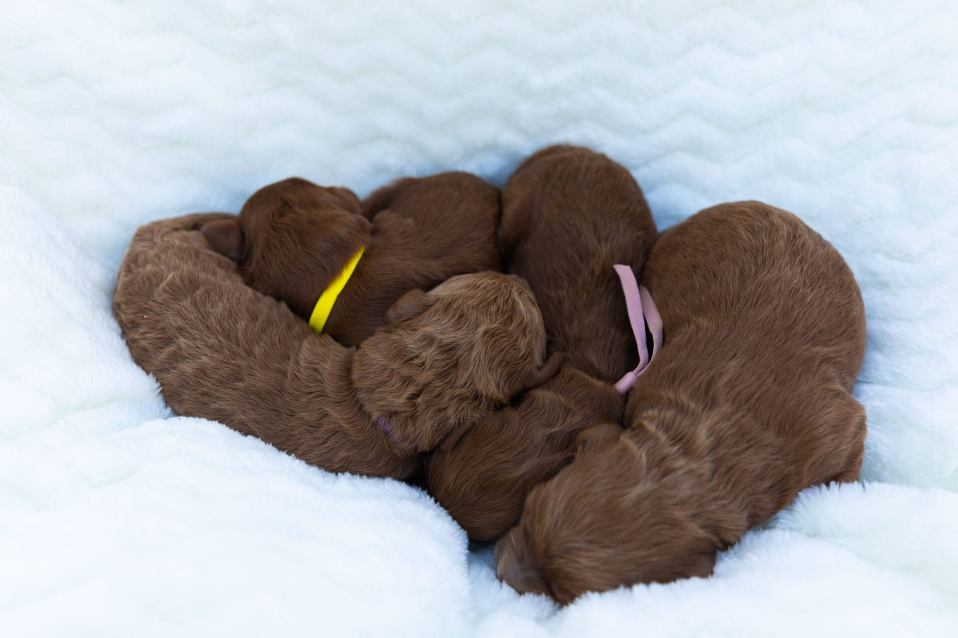 Summer - Teacup Goldendoodle Girl - Image 9